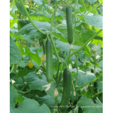 HCU18 Ruhuo de 18 a 22 cm de longitud, parthenocarpy f1 semillas de pepino híbrido con alto rendimiento para invernadero